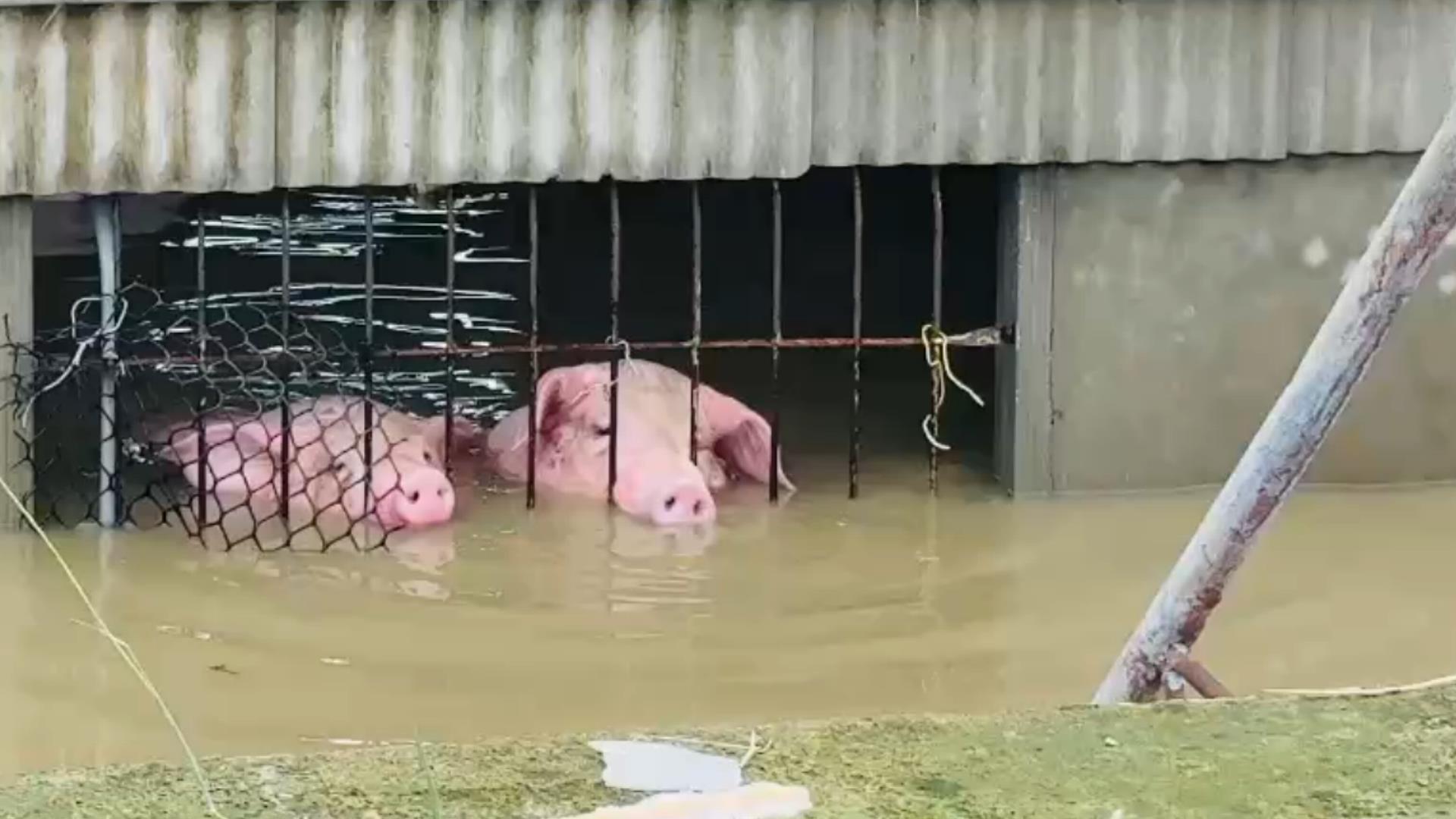 影音/暴雨嘉義豬舍變水牢 上千頭來不及救慘滅頂