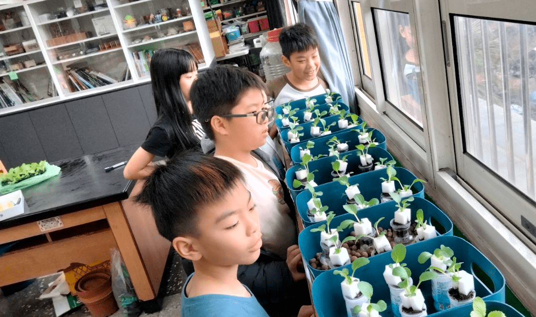 實踐永續飲食！桃園潛龍國小「不插電水耕」種出奶油白菜