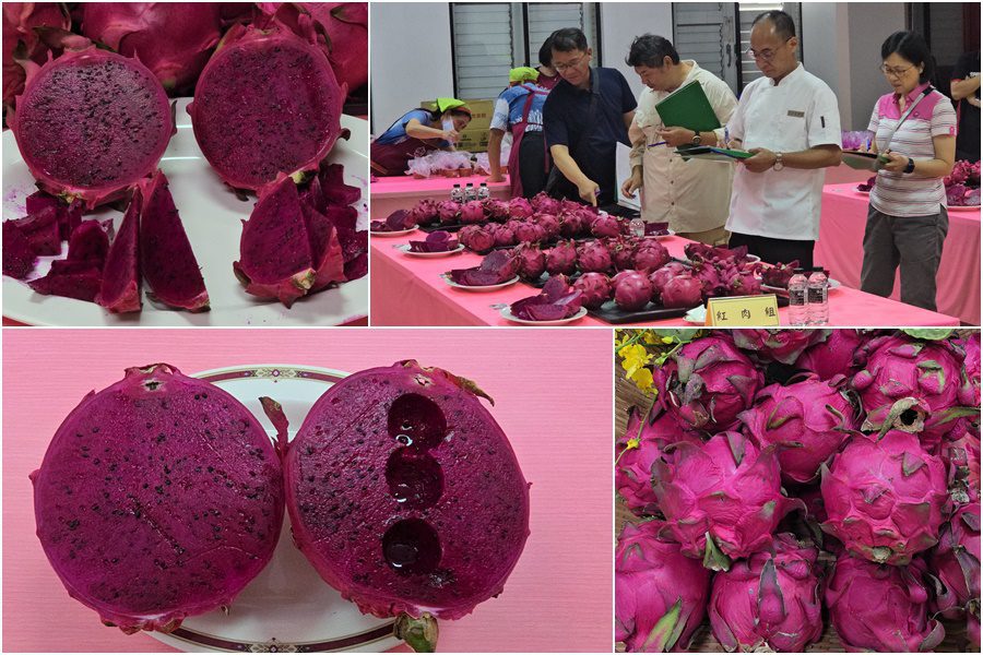 影音/114年蘭陽紅龍果評鑑 粒粒肥碩又香甜 員山農民再成大贏家