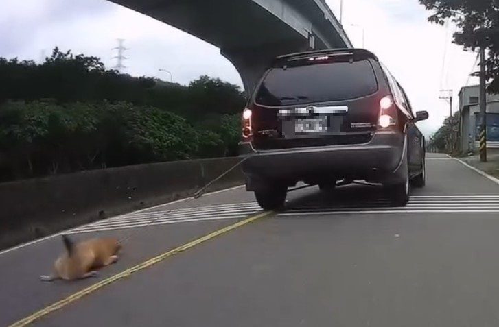 狗慘遭車輛拖行致重傷　飼主疏忽重罰7萬5千元
