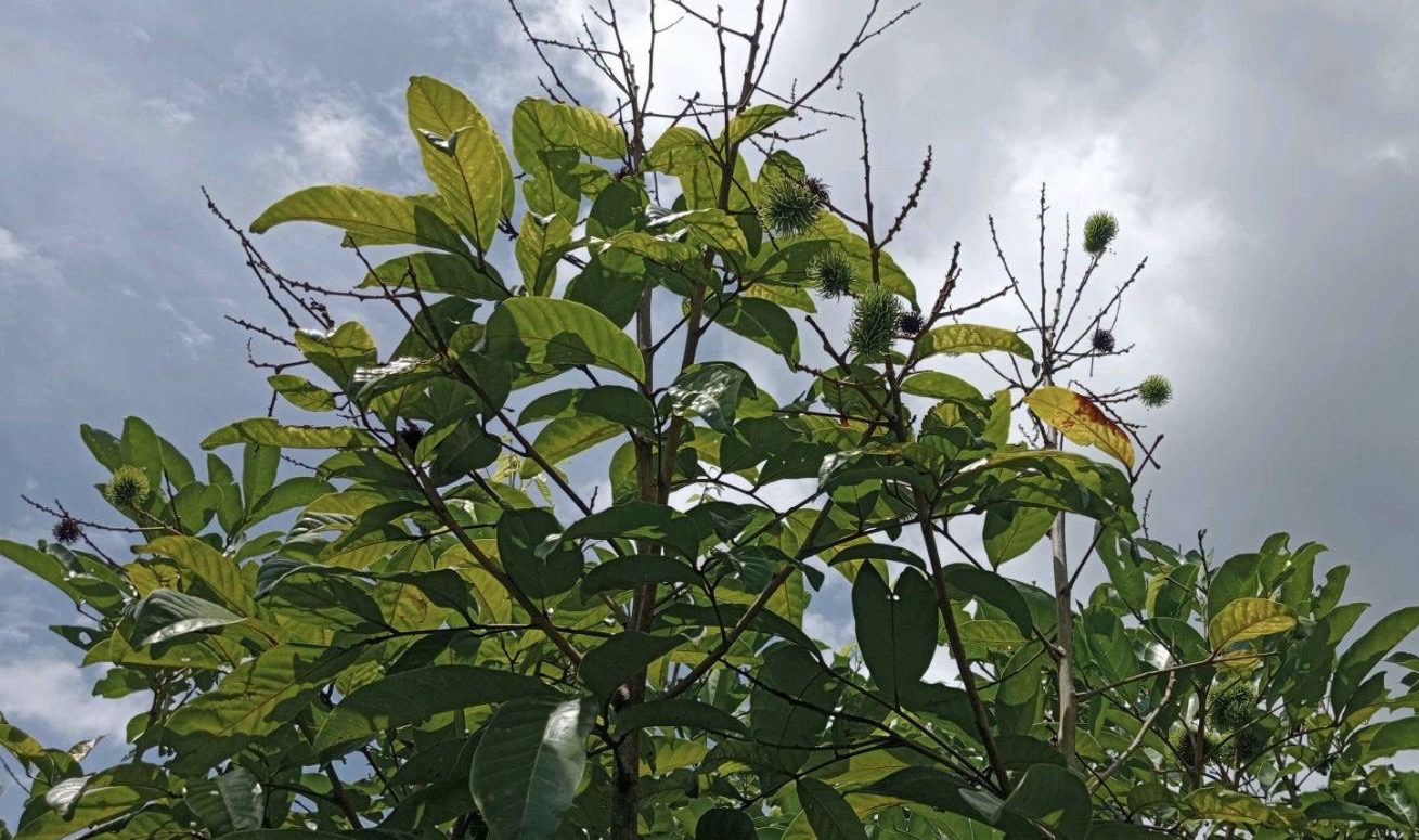 農民注意!高雄農業救助再添第六波 7/31起受理申請 農民注意!高雄農業救助再添第六波 7/31起受理申請