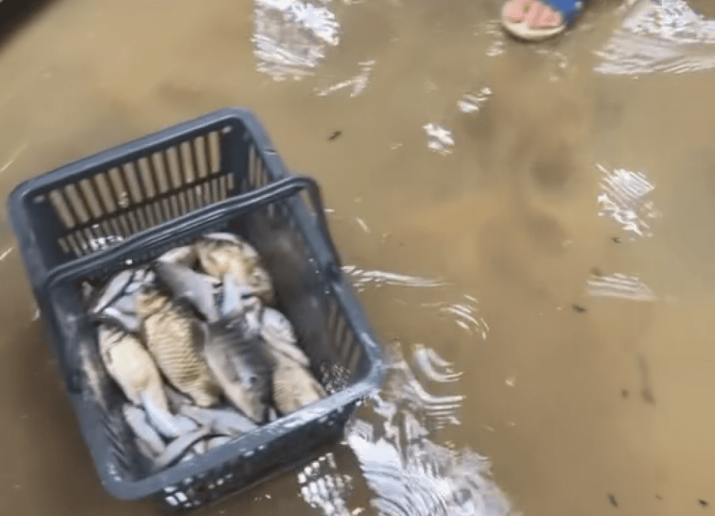 影／草屯淹水！溪暴漲「整群魚沖進超商」　民眾撈起放購物籃野放