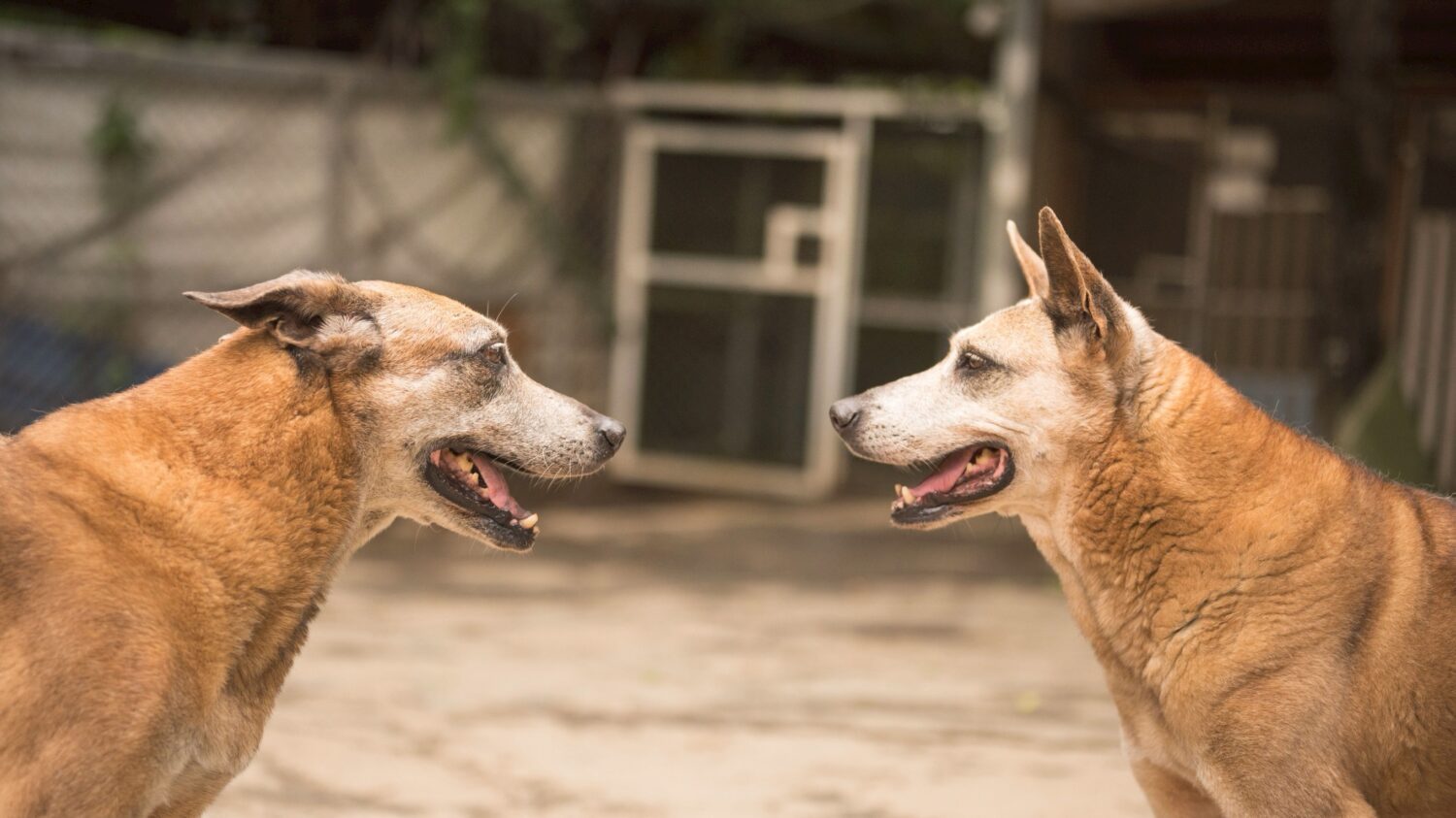 法國皇家攜手15美妝品牌，「妝點希望 浪愛加倍」為浪浪送暖