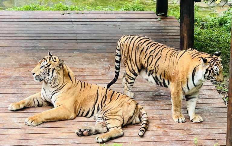 壽山動物園萌虎出動推保育 紙風車劇團8/2旗糖農創園區上演老虎劇碼 壽山動物園萌虎出動推保育 紙風車劇團8/2旗糖農創園區上演老虎劇碼