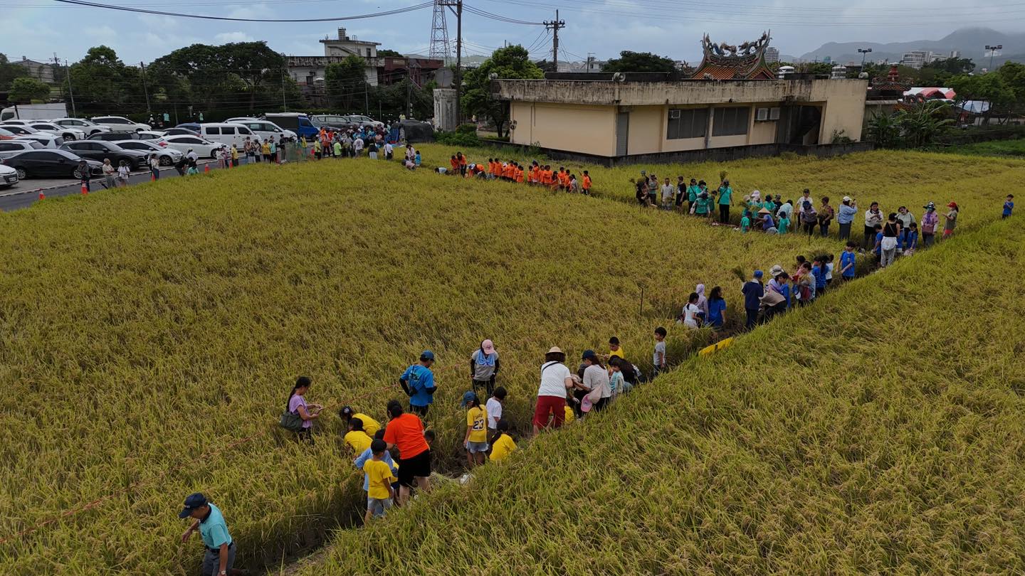 在地農友帶領民眾進入金黃稻田,體驗傳統割稻與脫穀過程,傳承農村歲時文化,也讓民眾理解友善耕作背後對土地的溫柔與堅持。