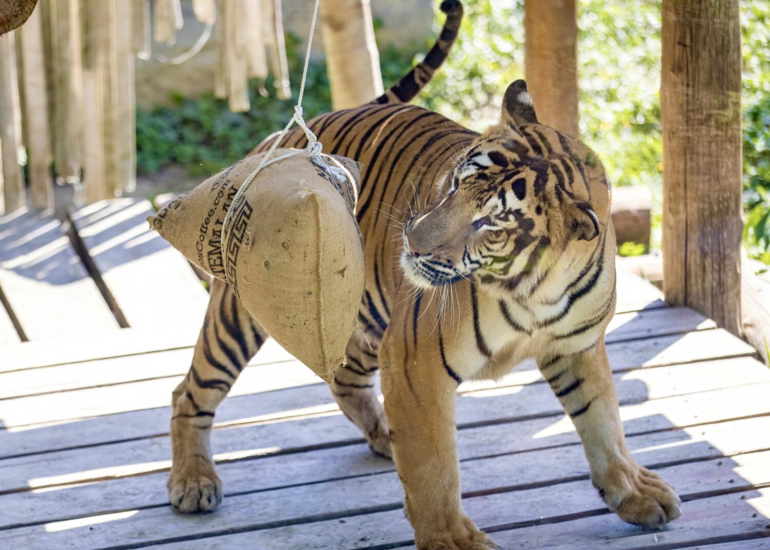 高雄壽山動物園萌虎出動推保育 紙風車劇團8/2旗糖農創園區上演老虎劇碼