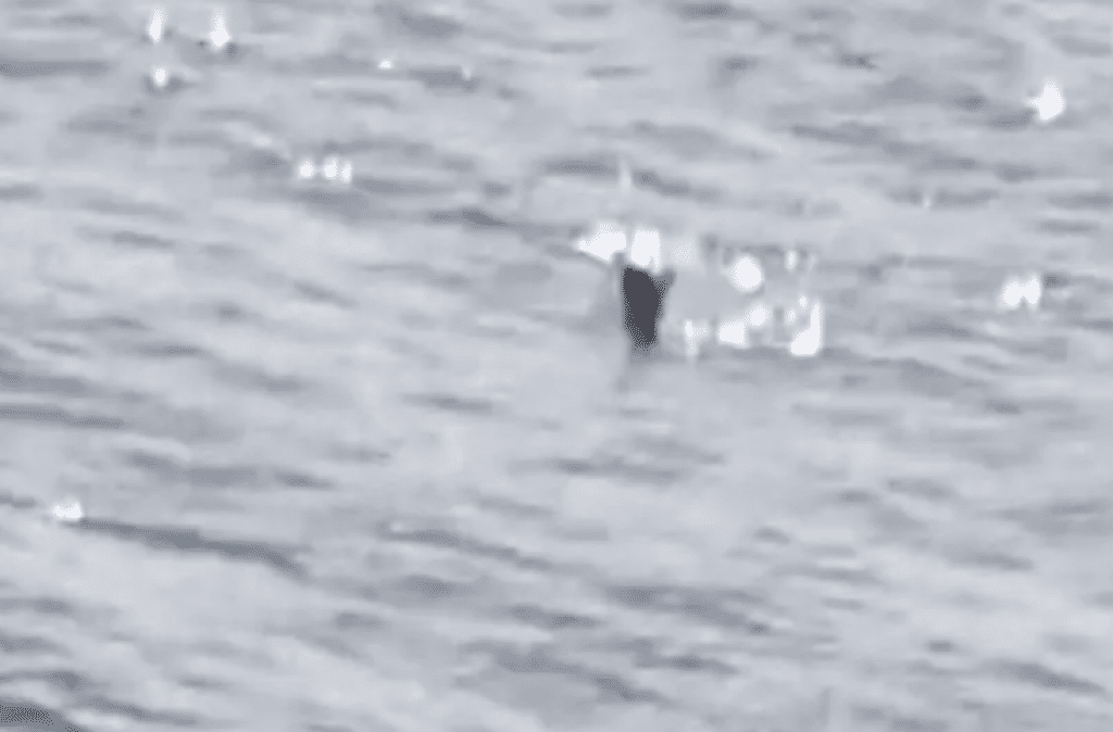 影/尼斯湖水怪再次現身?遊客湖畔散步拍下神秘黑色身影 驚喊:那是什麼 影/尼斯湖水怪再次現身?遊客湖畔散步拍下神秘黑色身影 驚喊:那是什麼