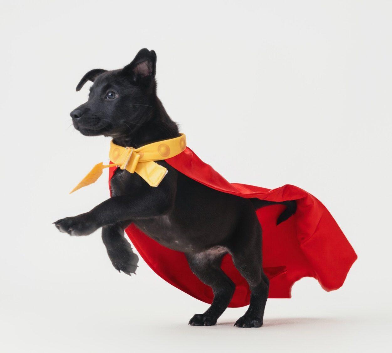 響應「世界黑狗日」　讓愛不分顏色 高雄動保處徵求30組黑狗家庭「回娘家」拍攝宣傳照