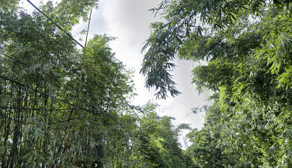 驚!登山客赫見樹上掛屍體 警追查排除外力介入 驚!登山客赫見樹上掛屍體 警追查排除外力介入
