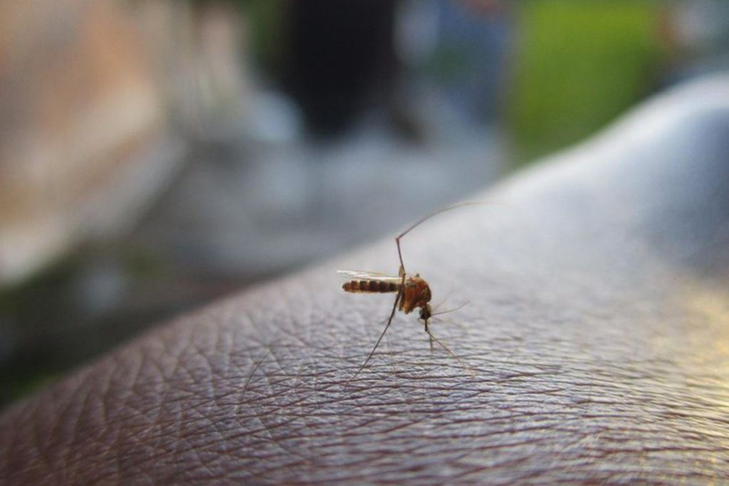 20年前全球的大流行「屈公病」恐再現?症狀、預防方法一次看 20年前全球的大流行「屈公病」恐再現?症狀、預防方法一次看