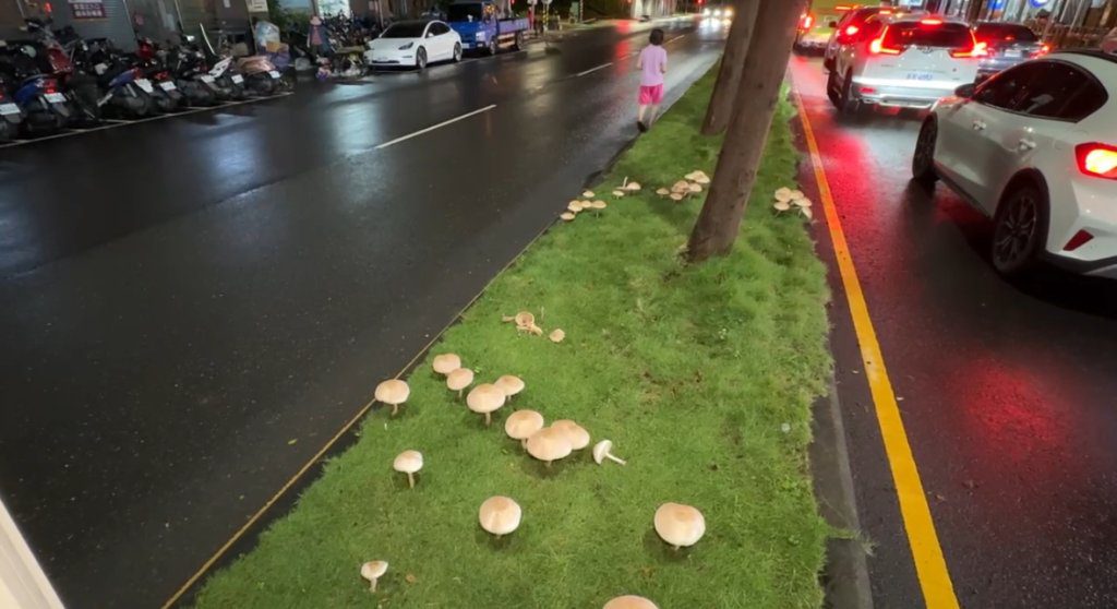真的長香菇!高雄分隔島竟爆「菇菇潮」 網笑: 可煮火鍋? 公園處:別吃恐中毒 真的長香菇!高雄分隔島竟爆「菇菇潮」 網笑: 可煮火鍋? 公園處:別吃恐中毒