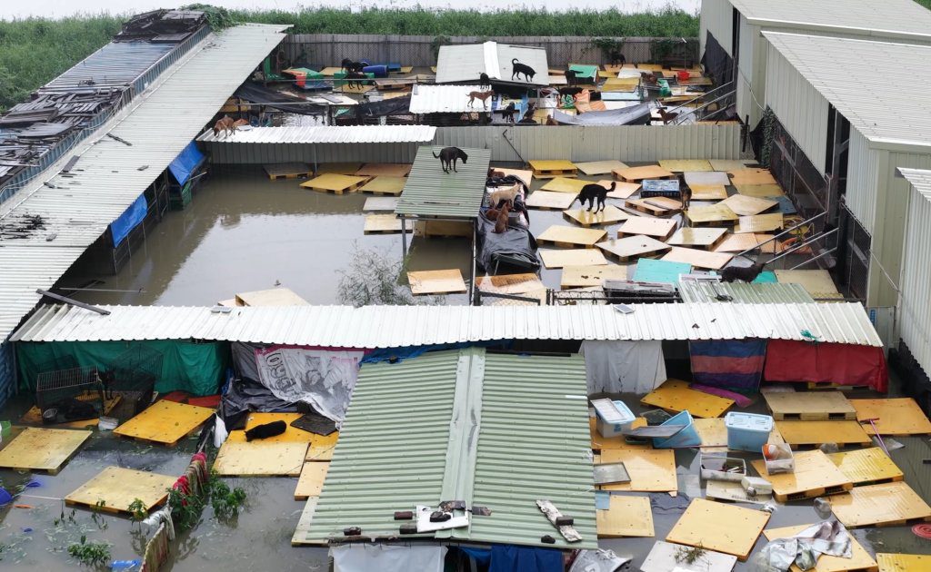 台南狗園淹成泳池！汪星人「全身濕」無助逃屋頂　心疼畫面曝