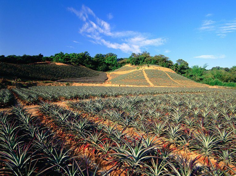 「2025大樹水樂園」盛夏開跑　四大主題小旅行 8/4手刀上網搶購