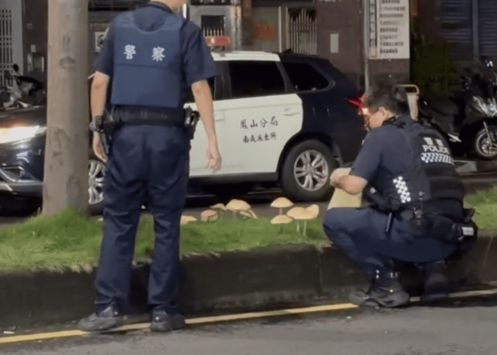 影/菇掰!高雄連日暴雨分隔島長香菇 吃了恐中毒「警到場移除」 影/菇掰!高雄連日暴雨分隔島長香菇 吃了恐中毒「警到場移除」