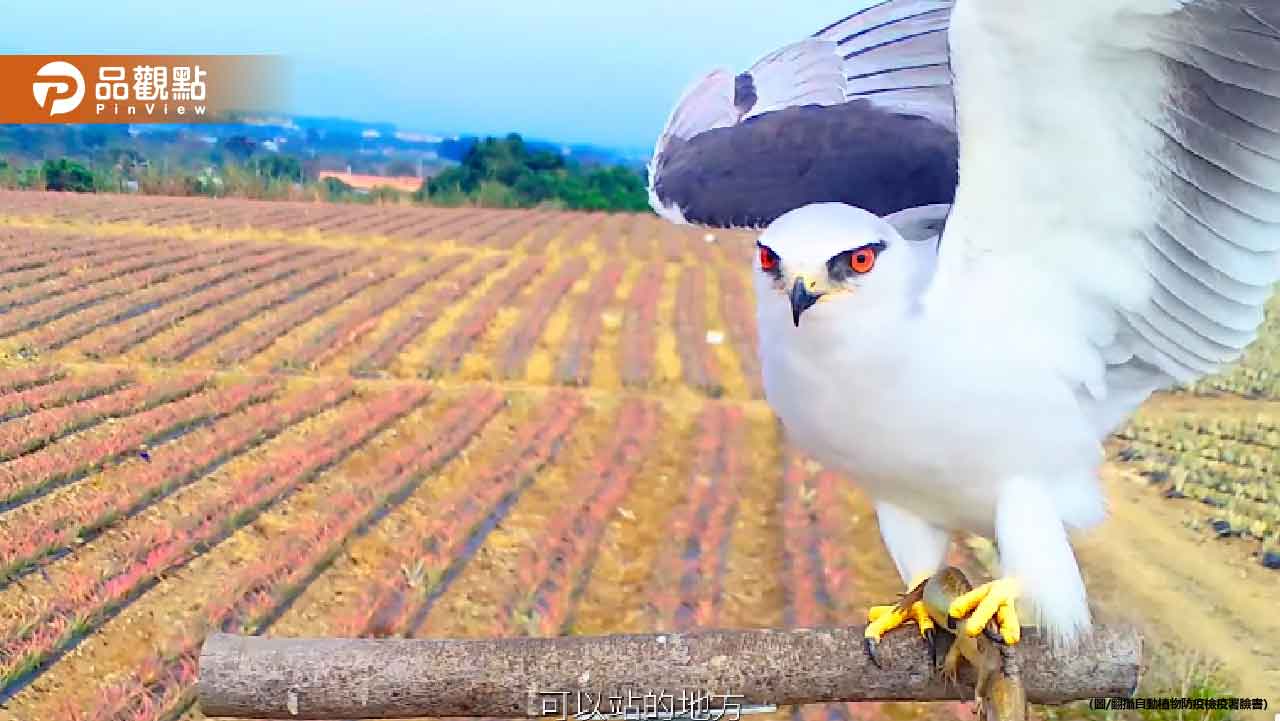 花蓮農田驚現猛禽！猛禽棲架成功吸黑翅鳶捕食