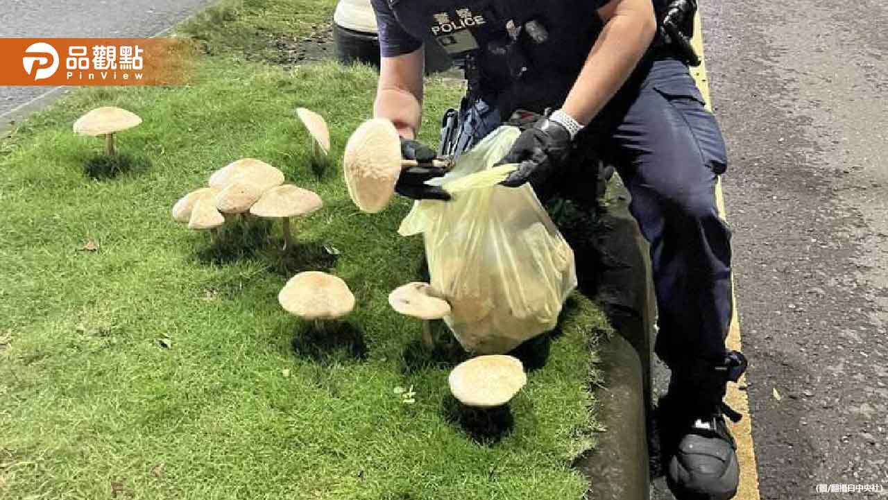 高雄暴雨長香菇！「巨大綠褶菇」被警方拔了