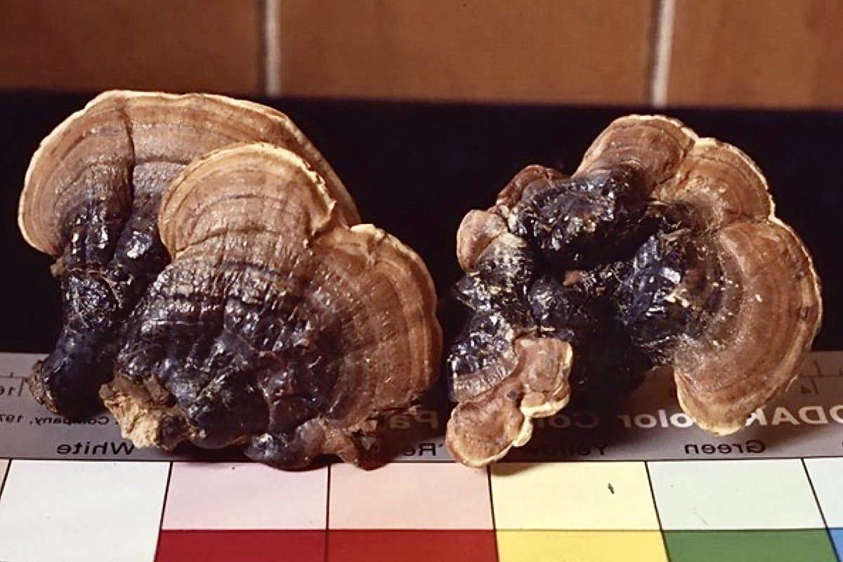 蘑法二十、蛻變創新  蘑法生技於亞洲生技大展發表外泌體專利原料新亮點