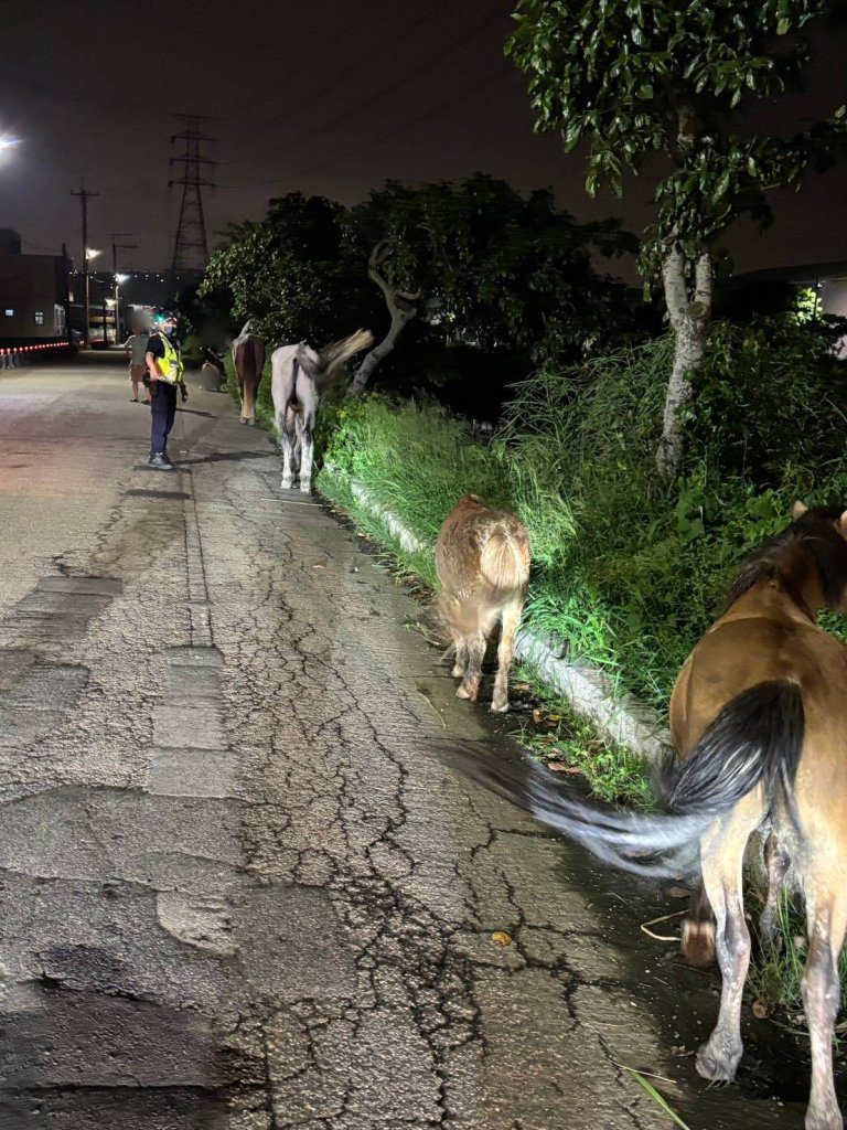 真的是「馬路」！ 　台中龍井馬術中心4匹馬溜出逛大街吃草