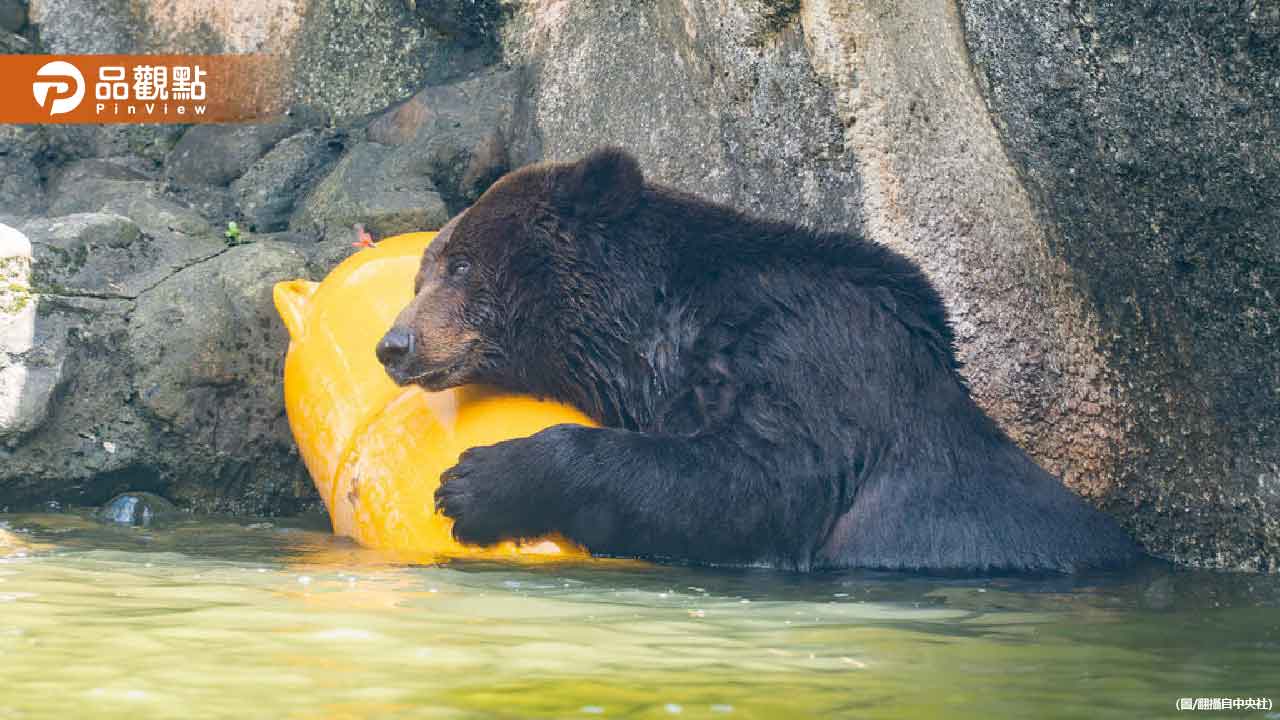 棕熊「小喬」疑腫瘤復發! 北市動物園啟動安寧評估 棕熊「小喬」疑腫瘤復發! 北市動物園啟動安寧評估