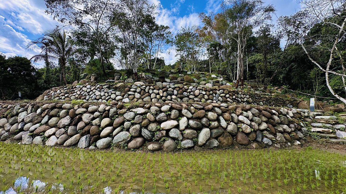 南投鹿谷百年水梯田重生 坪仔頂打造無圍牆戶外教室 榮獲2025建築園冶獎肯定 南投鹿谷百年水梯田重生 坪仔頂打造無圍牆戶外教室 榮獲2025建築園冶獎肯定