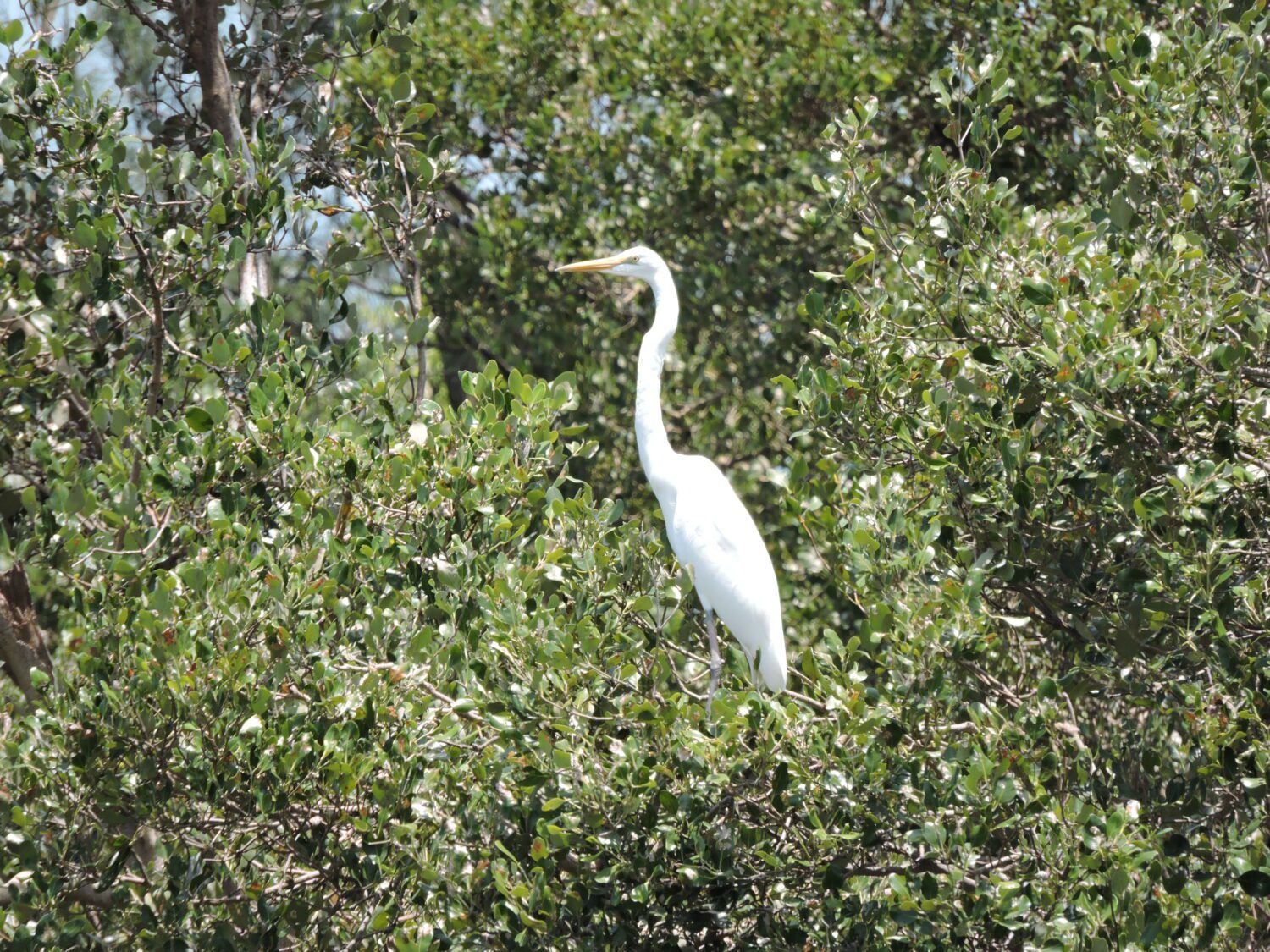 鷺鳥家族的天堂 高雄援中港濕地迎來熱鬧育雛季