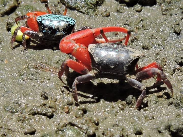 炎夏好去處 高雄援中港濕地奏響招潮蟹樂章 炎夏好去處 高雄援中港濕地奏響招潮蟹樂章