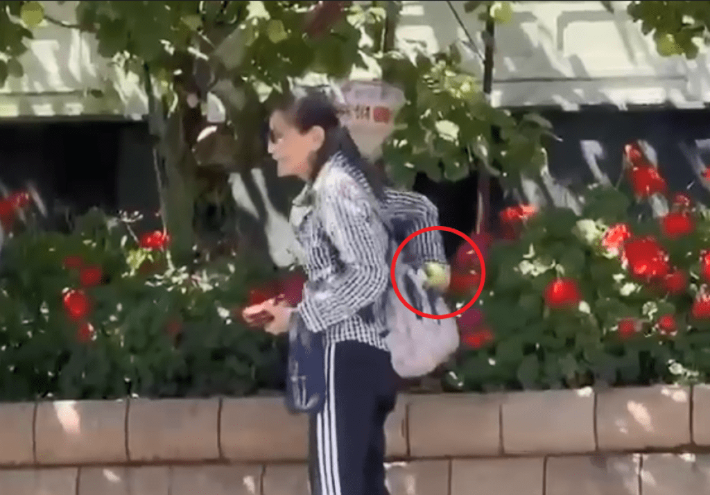 爆料／梨山賓館「蘋果王子樹」遭偷拔！  遊客拍照後偷摘蘋果塞包過程全都錄