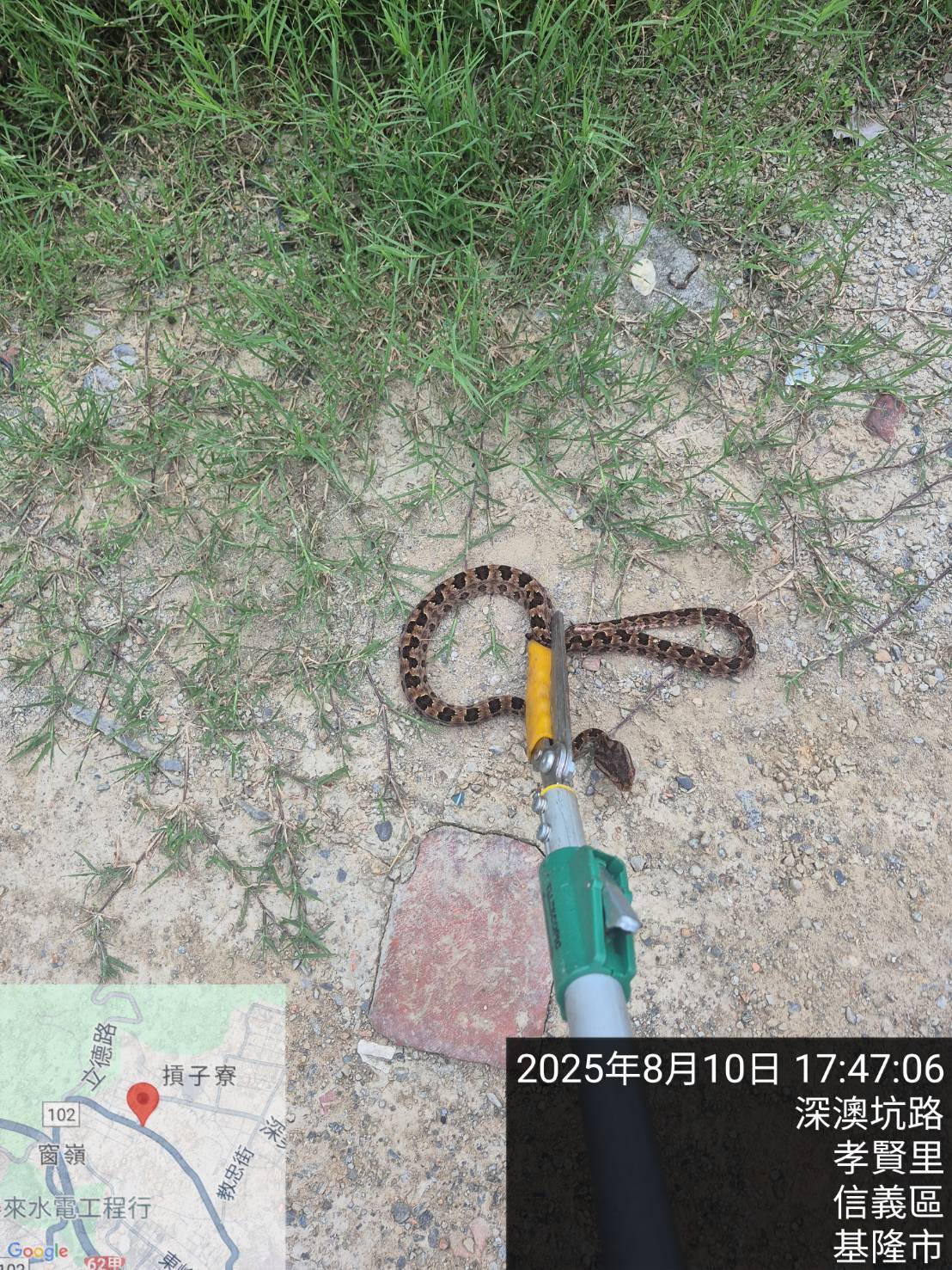 幼童於遊戲場不慎遭蛇吻　動保所呼籲民眾主動巡查即時通報