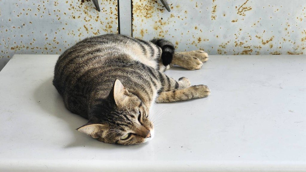 桃園榮華派出所的「毛小英雄」 小胖貓咪抓蛇救危機