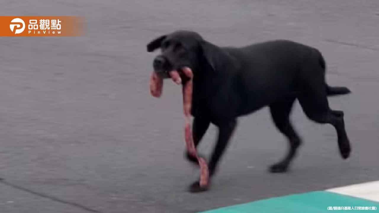 基隆小黑「叼香腸」過馬路！表情超得意　走路都有風