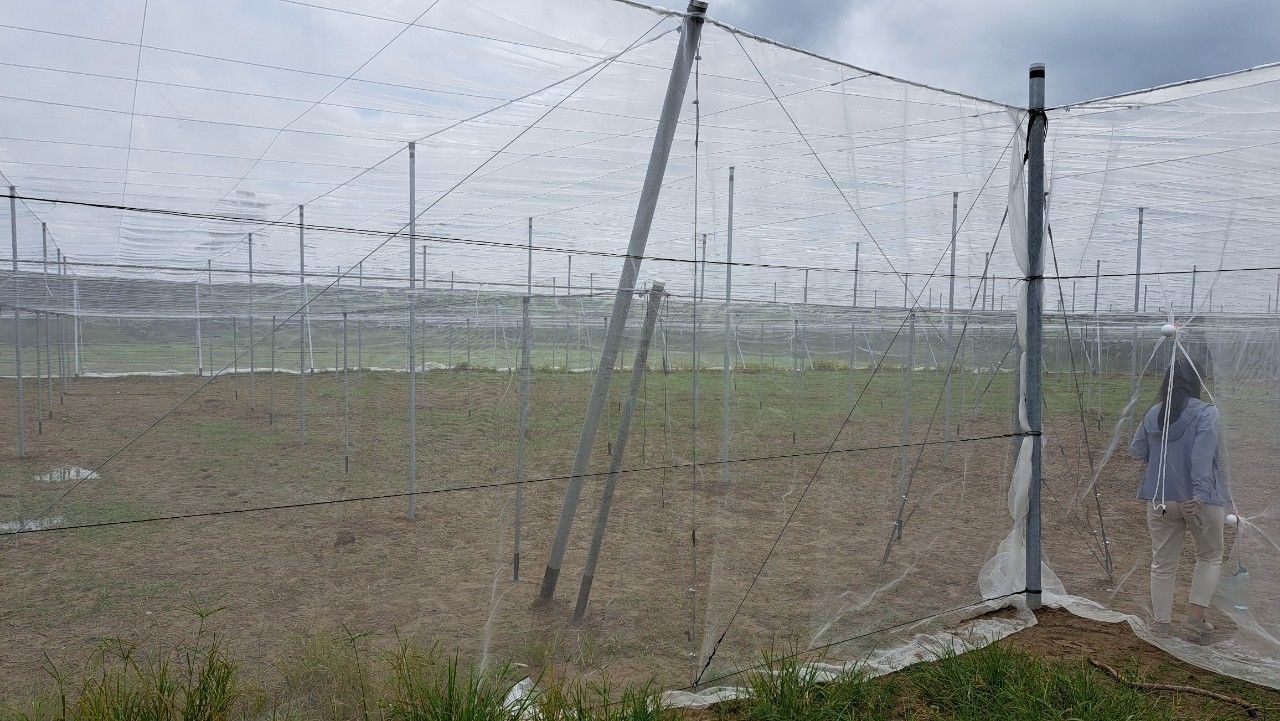 楊柳颱風接近 農業局:請農民加強防範及注意搶收安全 楊柳颱風接近 農業局:請農民加強防範及注意搶收安全