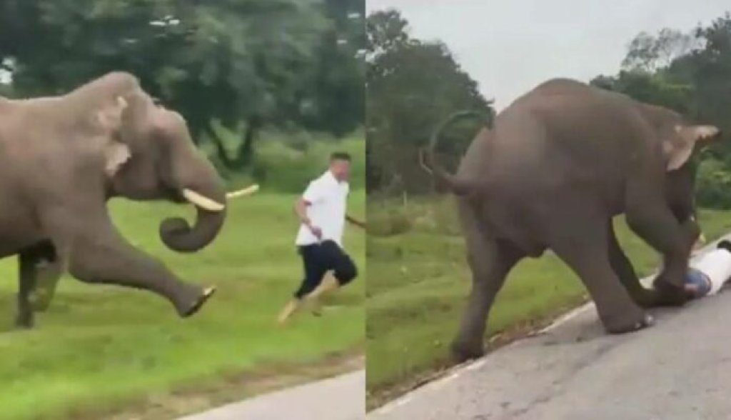 影/男遊客自拍惹怒大象!遭追趕連續踩踏重傷 驚悚影片網路瘋傳 影/男遊客自拍惹怒大象!遭追趕連續踩踏重傷 驚悚影片網路瘋傳
