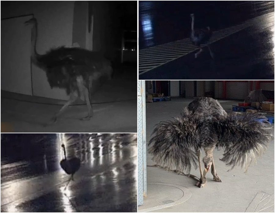 影音/鴕鳥逛大街 飼主吃罰單