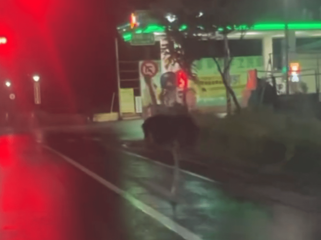 颱風前夕大逃亡！宜蘭鴕鳥「罔市」過橋、掛號還加油　狂奔10公里路線曝光