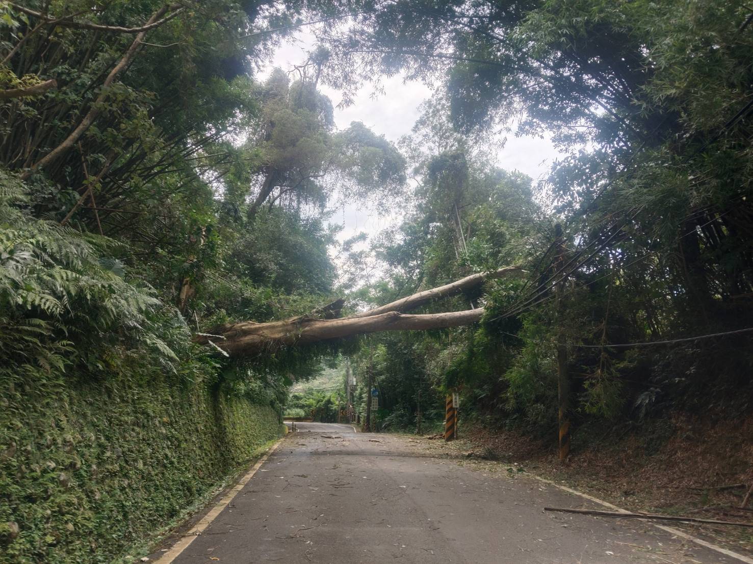 楊柳颱風釀桃園5.8萬戶停電！台電曝搶修進度