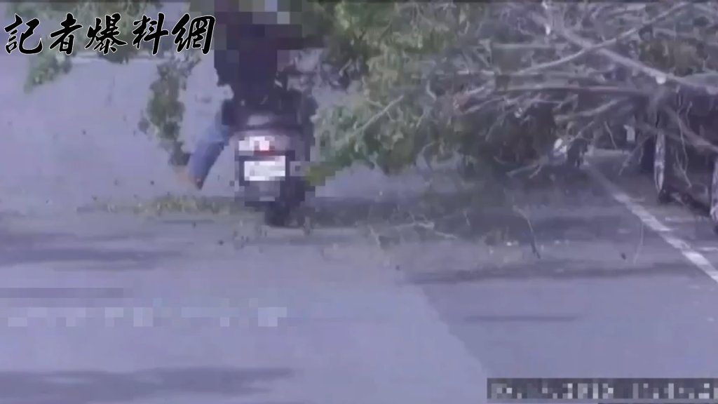 「楊柳」強風吹倒三重路樹！機車騎士閃避不險「犁田」