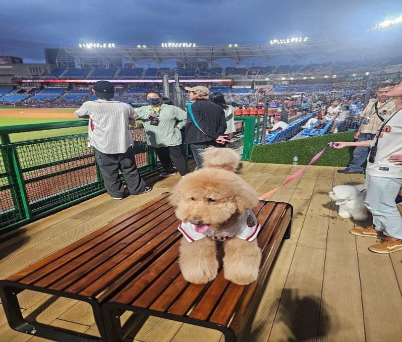 帶毛小孩看比賽！桃園棒球場寵物專區8/22啟用 門票這天開賣
