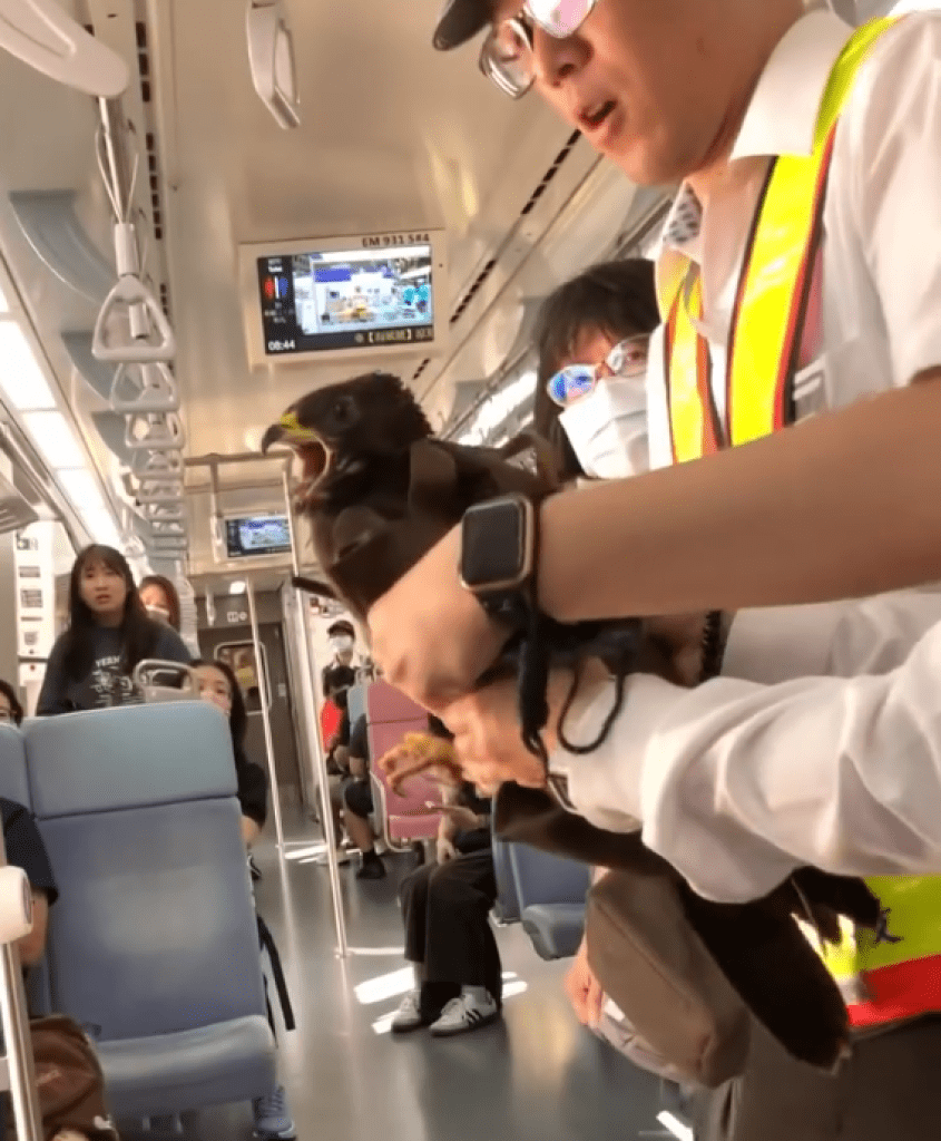 老鷹飛進台鐵列車! 網友:台灣上有火車老鷹、下有路上鴕鳥 老鷹飛進台鐵列車! 網友:台灣上有火車老鷹、下有路上鴕鳥