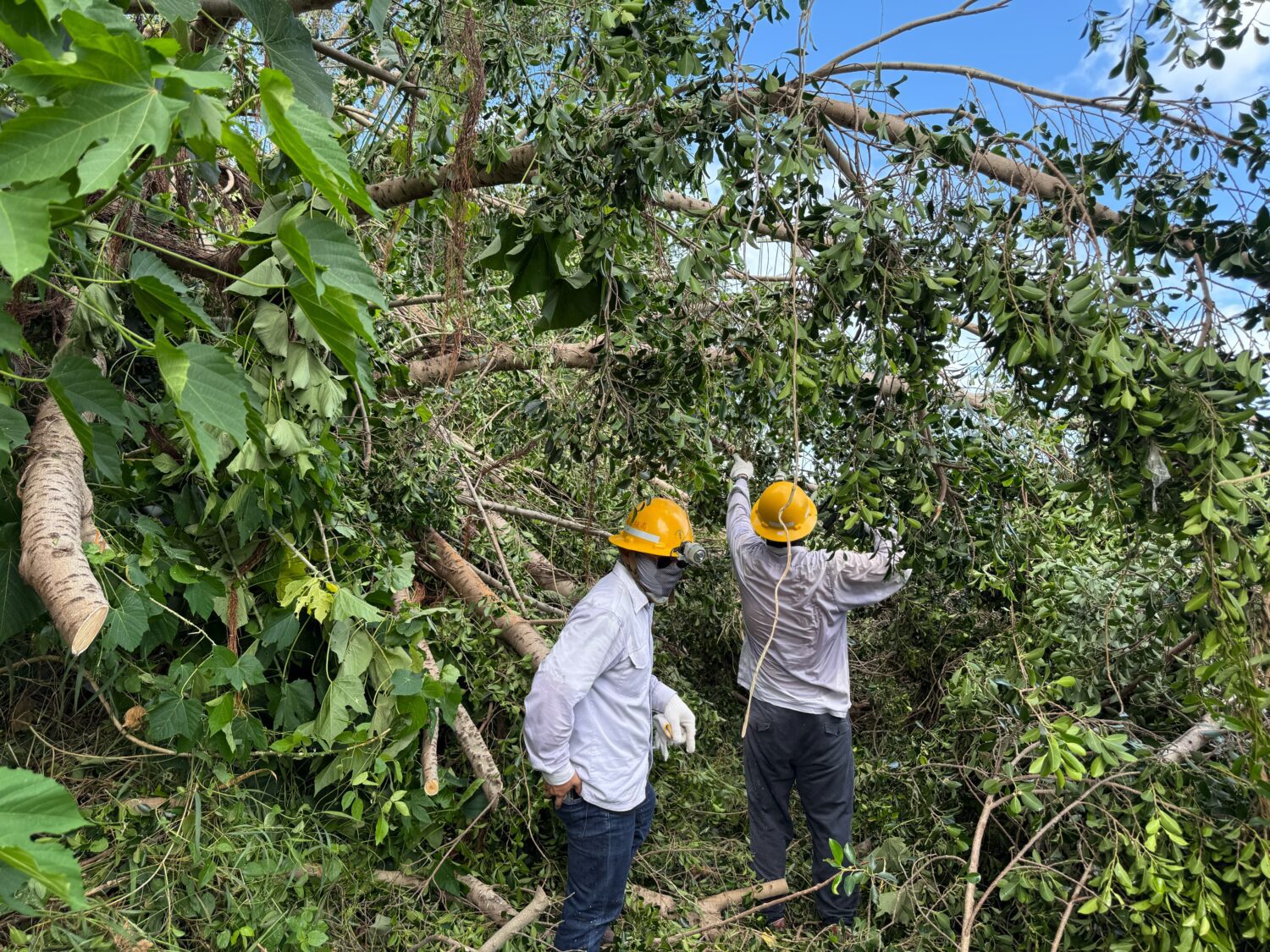台電台東區處全力搶修楊柳颱風災情 力拚午夜前復電 台電台東區處全力搶修楊柳颱風災情 力拚午夜前復電