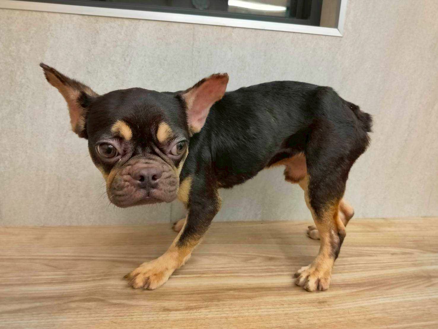 不肖業者非法繁殖挨罰26萬 桃園動保處扣留犬隻今起開放首波認養