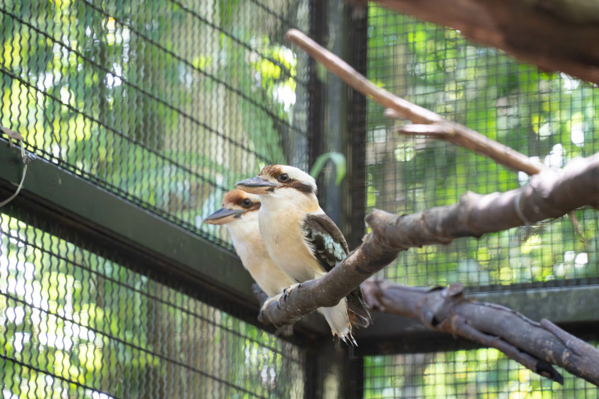動物園笑翠鳥家族迎接新成員 全家攜手呵護「菜鳥寶寶」