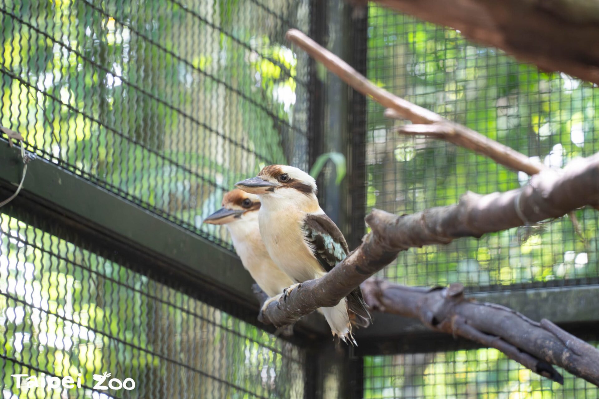 隱密樹洞裡的驚喜！北市動物園笑翠鳥家族添2寶