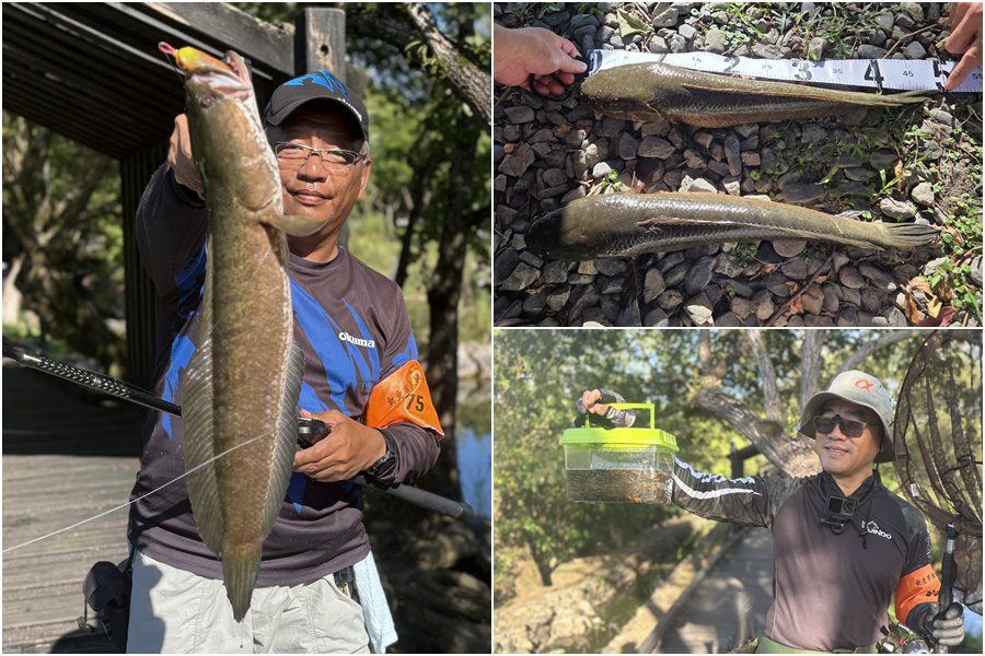 影音/守護原生魚類生存環境 民眾響應釣除生態殺手 影音/守護原生魚類生存環境 民眾響應釣除生態殺手