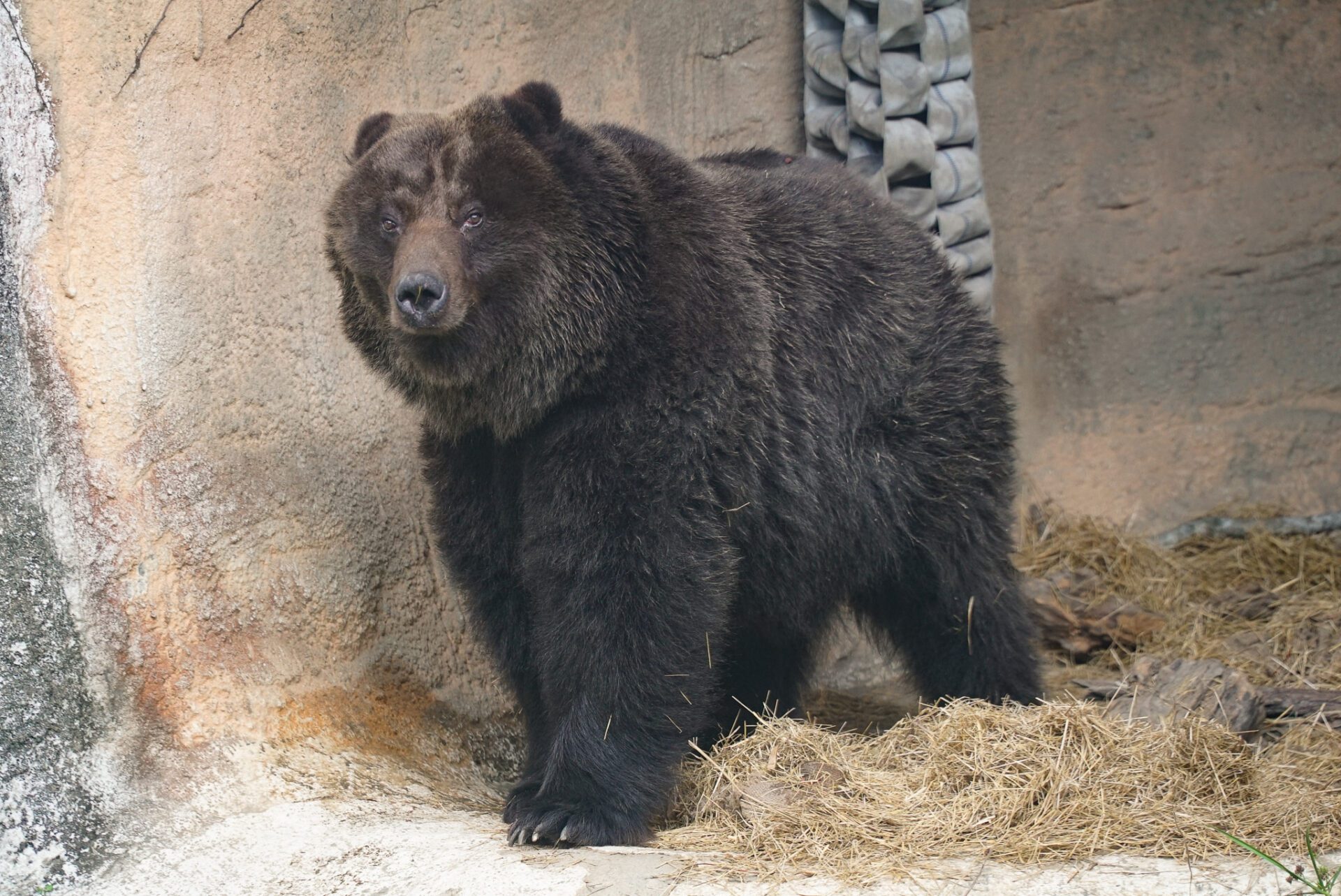 棕熊「小喬」惡性腫瘤復發 動物園以人道方式助安詳離世