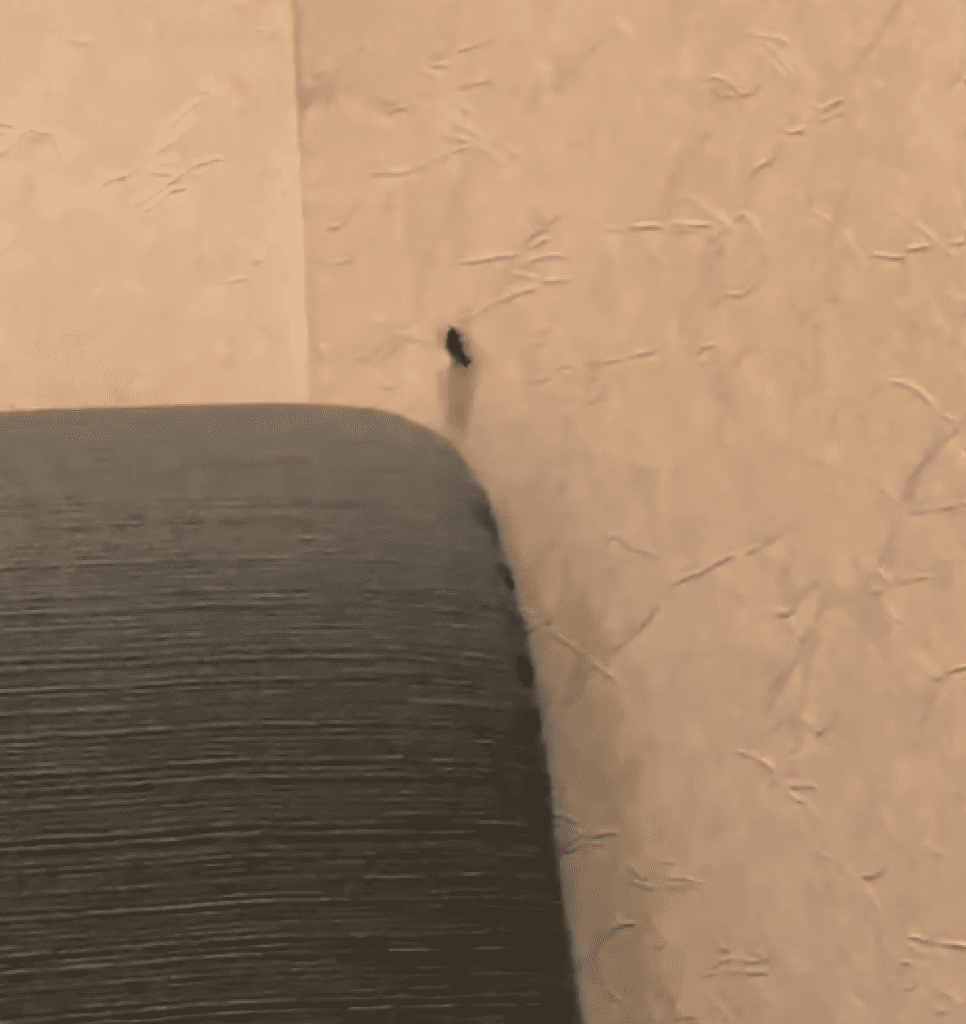 爆料/民眾投訴涓豆腐文心秀泰店出現小蟑螂 業者致歉並加強消毒 爆料/民眾投訴涓豆腐文心秀泰店出現小蟑螂 業者致歉並加強消毒