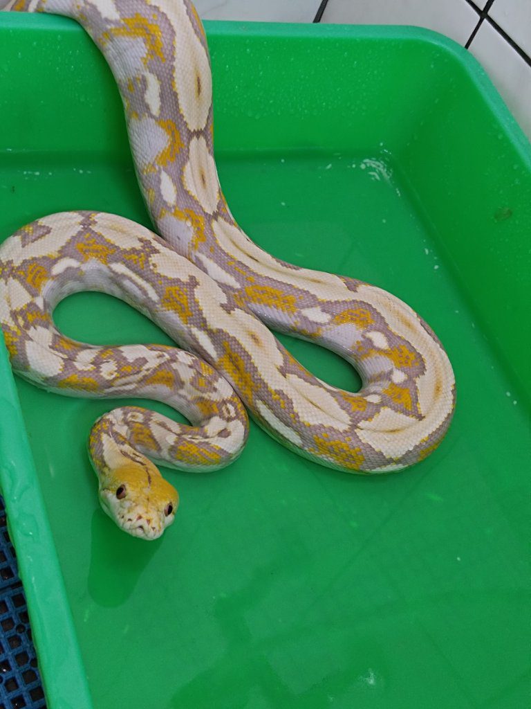 竹南2公尺網紋蟒脫逃2天　清晨水管旁現身！