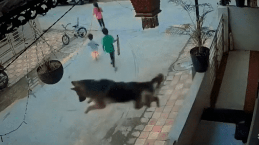 影／目睹流浪狗追小孩！德國牧羊犬「飛身跳樓」救童　畫面瘋傳