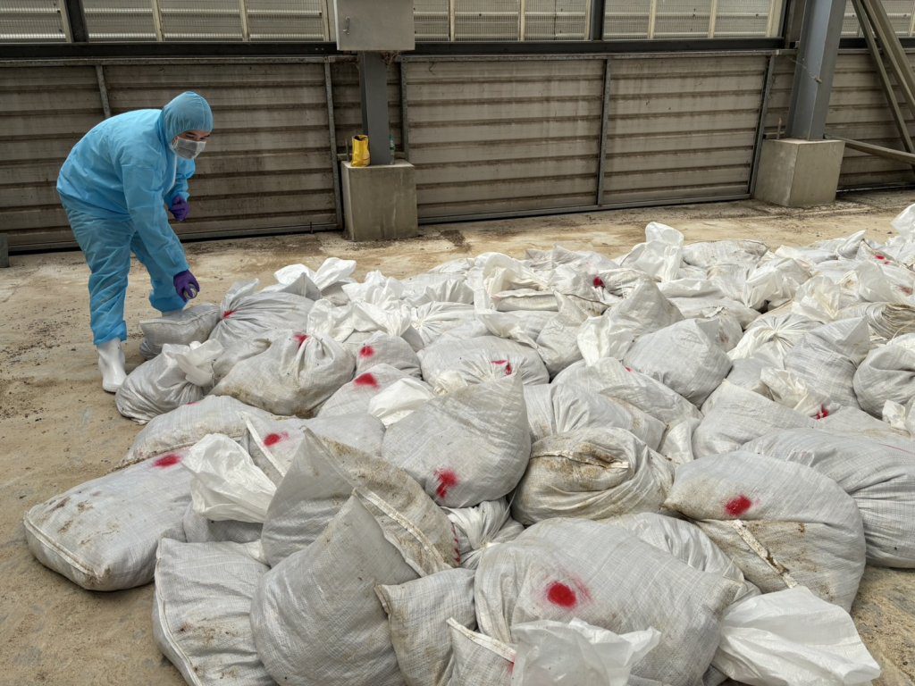 鹿港鎮鵪鶉場感染禽流感 彰化動防所撲殺10萬餘隻