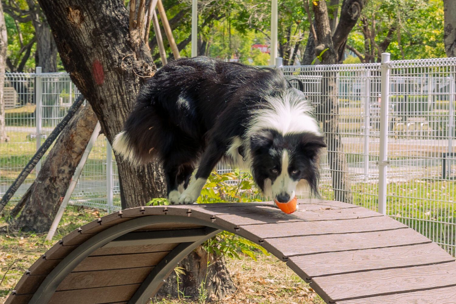 岡山公園寵物活動區 讓您家毛小孩從跑跳到拍照一次滿足　萌力爆表