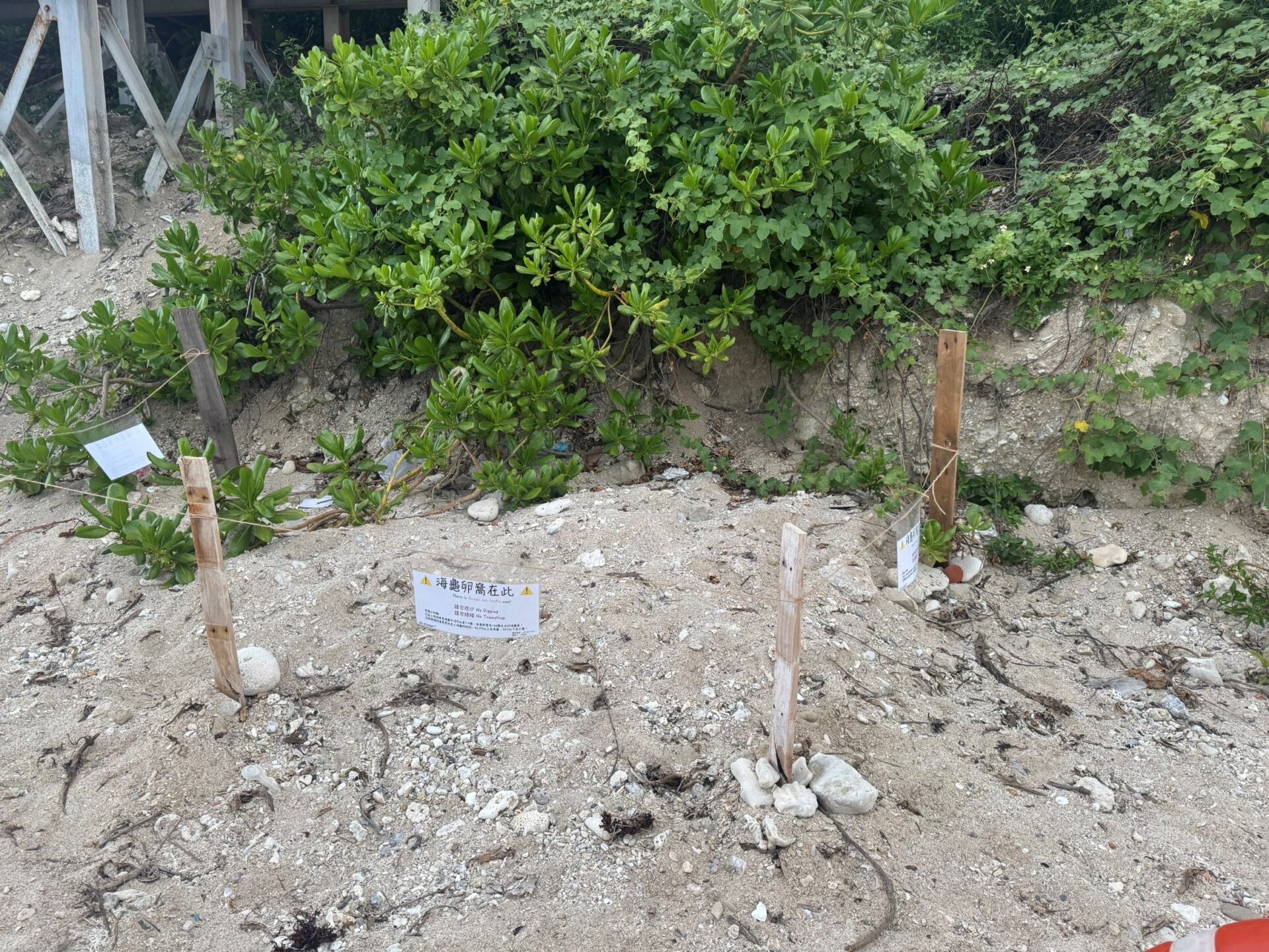 全台海龜棲地產卵數量創近年新高 海保署籲攜手建立友善行動意識